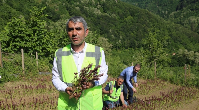 ORDU'DA SALEP HASADI BAŞLADI